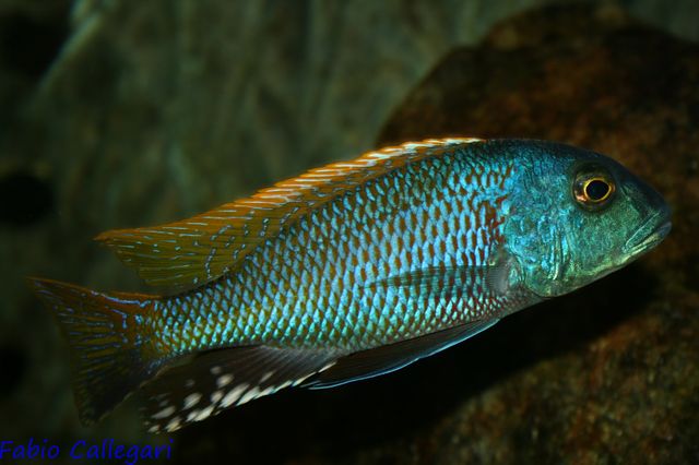 2010323225025_buccochromis rhoadesi.JPG